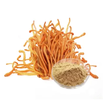 Cordyceps Militaris Extract