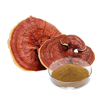 Ganoderma Lucidum Reishi Mushroom Extract