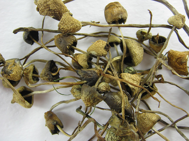 Liberty Caps Mushroom